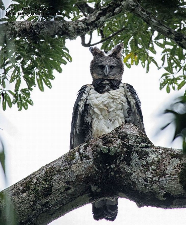 The Harpy Eagle funny