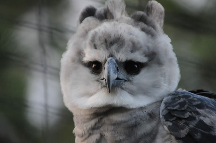 The Harpy Eagle close up photo