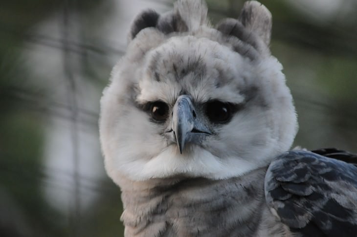 Awesome Stuff 365 - The harpy eagle is legendary, although few