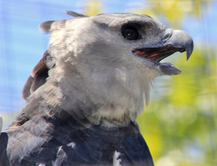 The Harpy Eagle profile