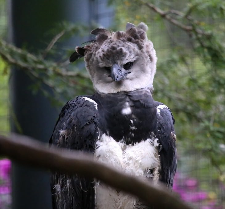 The Harpy Eagle photo frontal