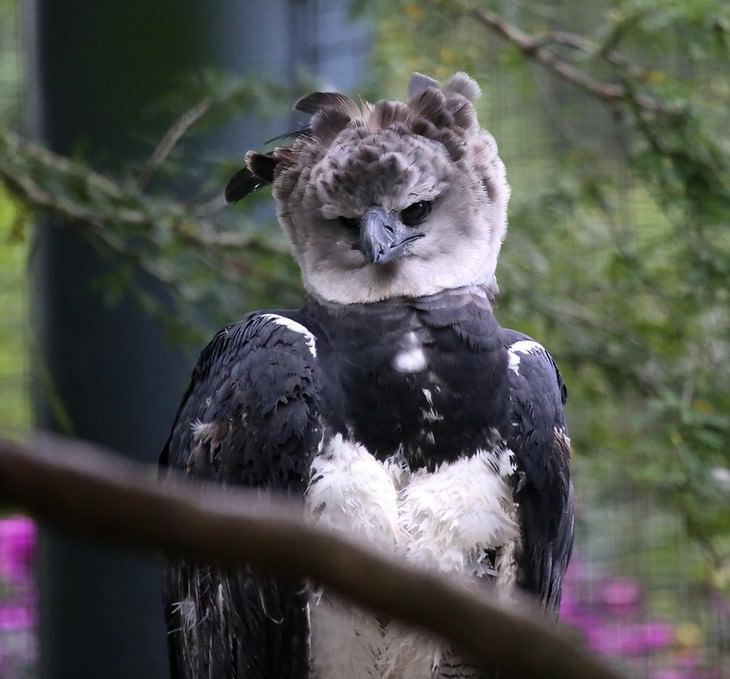 The largest bird of prey has claws as big as a grizzly's! Know about the Harpy  Eagle - India Today