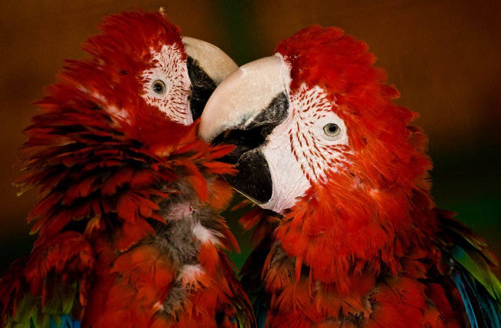 animals showing affection red parrots kissing