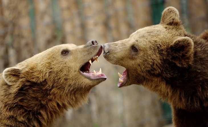 animals showing affection brown bears