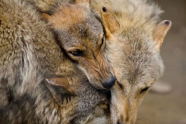 animals showing affection wolves