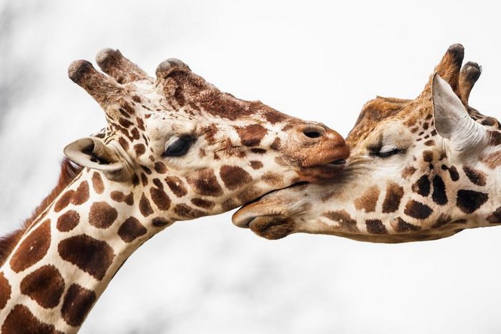 animals showing affection giraffes