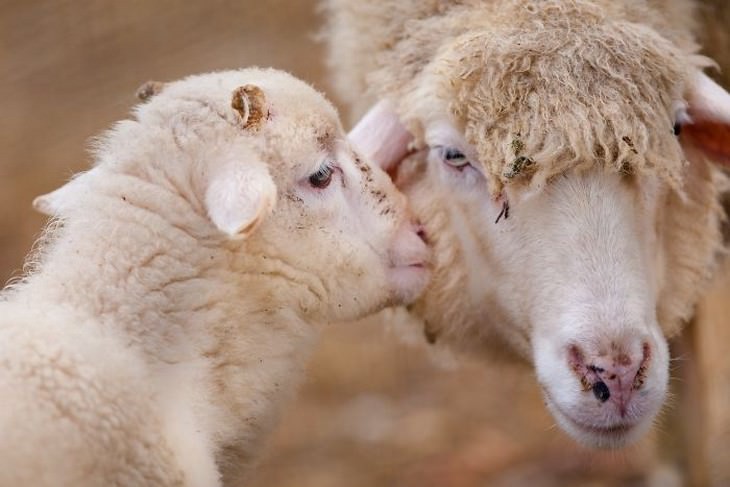 animals showing affection lambs