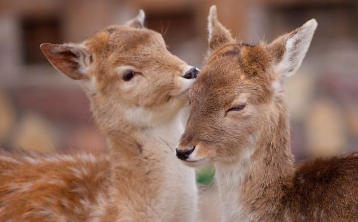 animals showing affection