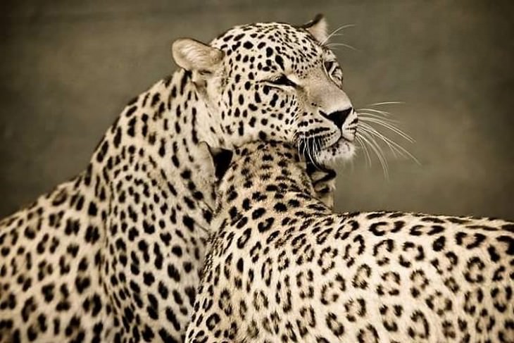 animals showing affection cheetahs 