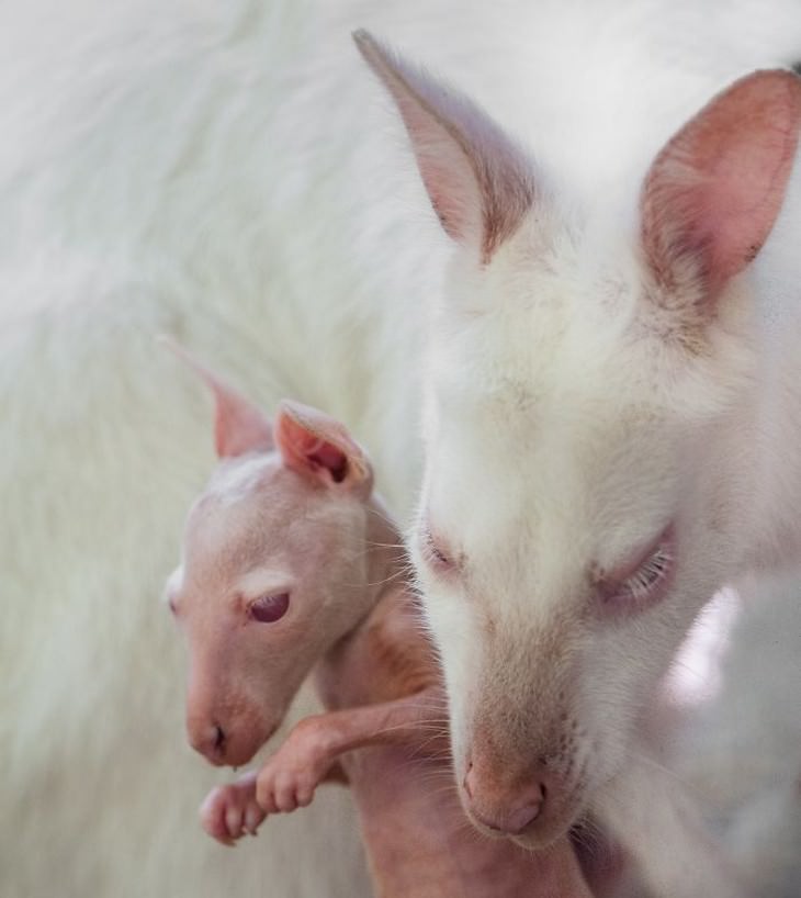 animals showing affection white kangaroos 