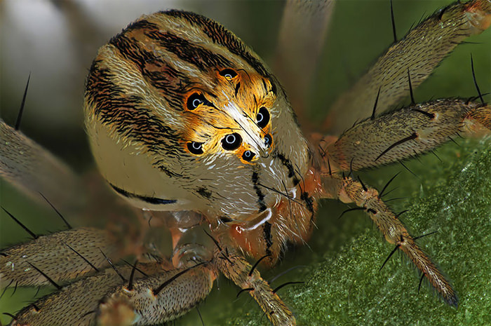 Nikon Small World 2019 Competition winner Female Lynx Spider​