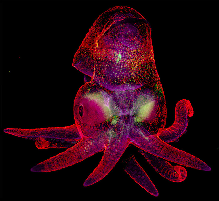 Nikon Small World 2019 Competition winner Octopus Bimaculoides Embryo​