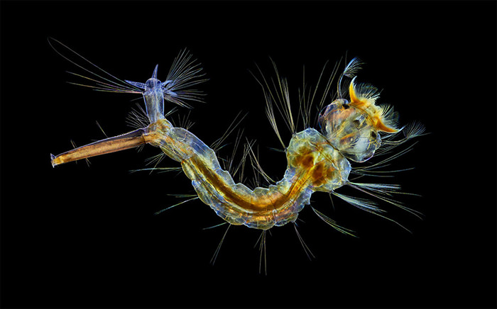 Nikon Small World 2019 Competition winner A Mosquito Larva