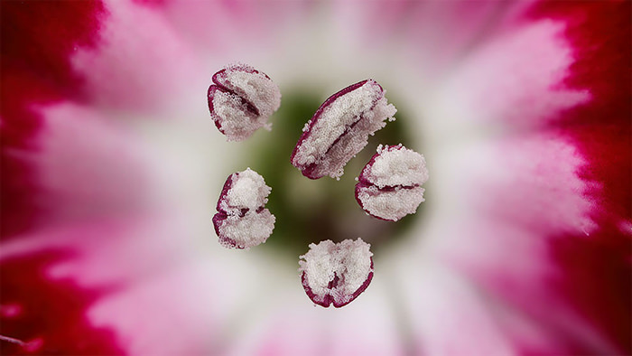 Nikon Small World 2019 Competition winner Chinese Red Carnation Stamen