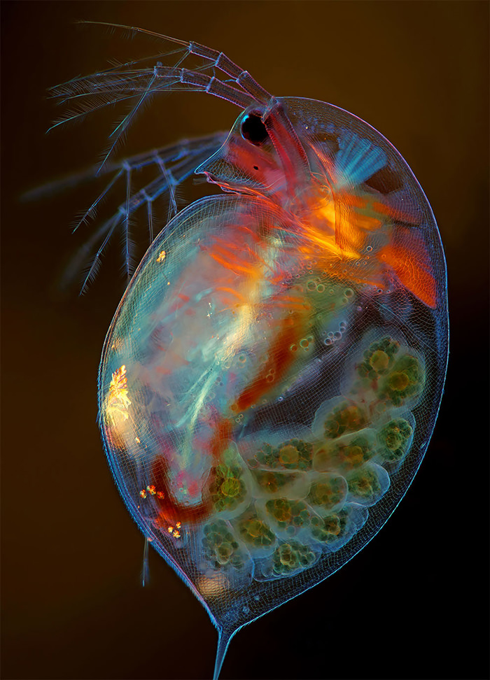 Nikon Small World 2019 Competition winner A Pregnant Small Planktonic Ctustacean