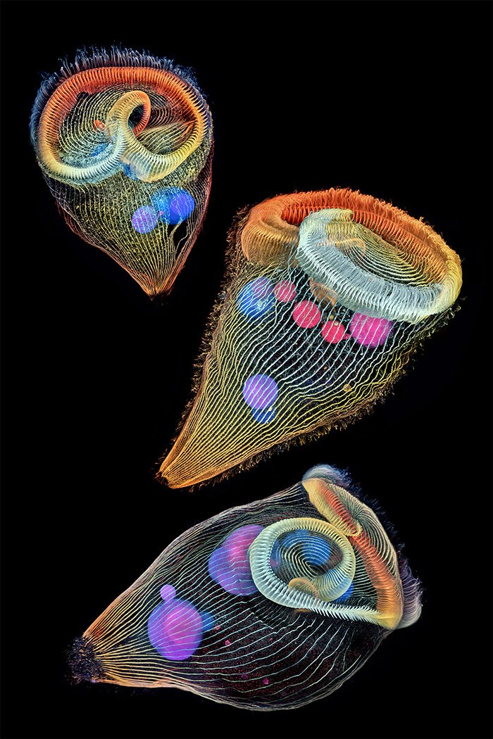 Nikon Small World 2019 Competition winner Single-Cell Freshwater Protozoans