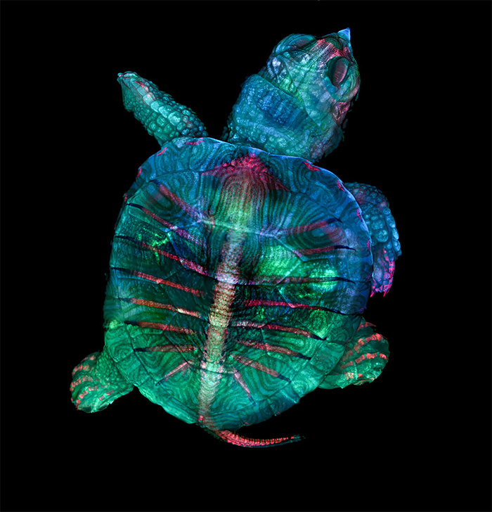 Nikon Small World 2019 Competition winner Turtle Embryo in Fluorescent Color