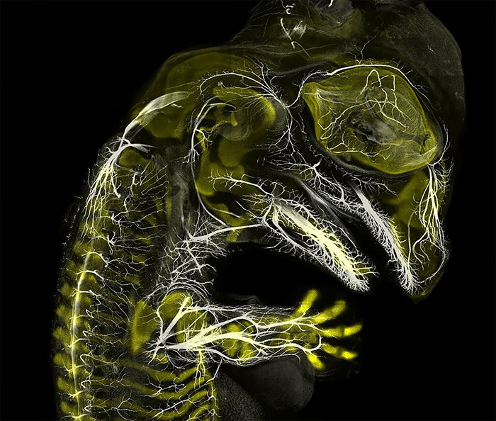 Nikon Small World 2019 Competition winner Alligator Embryo Developing Nerves And Skeleton
