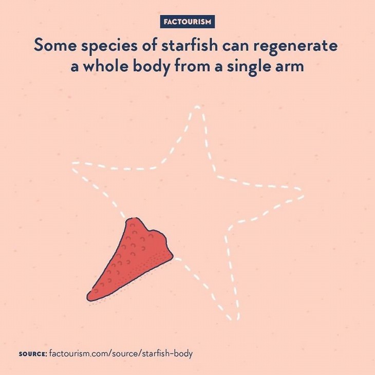 Factourism illustrations starfish regeneration