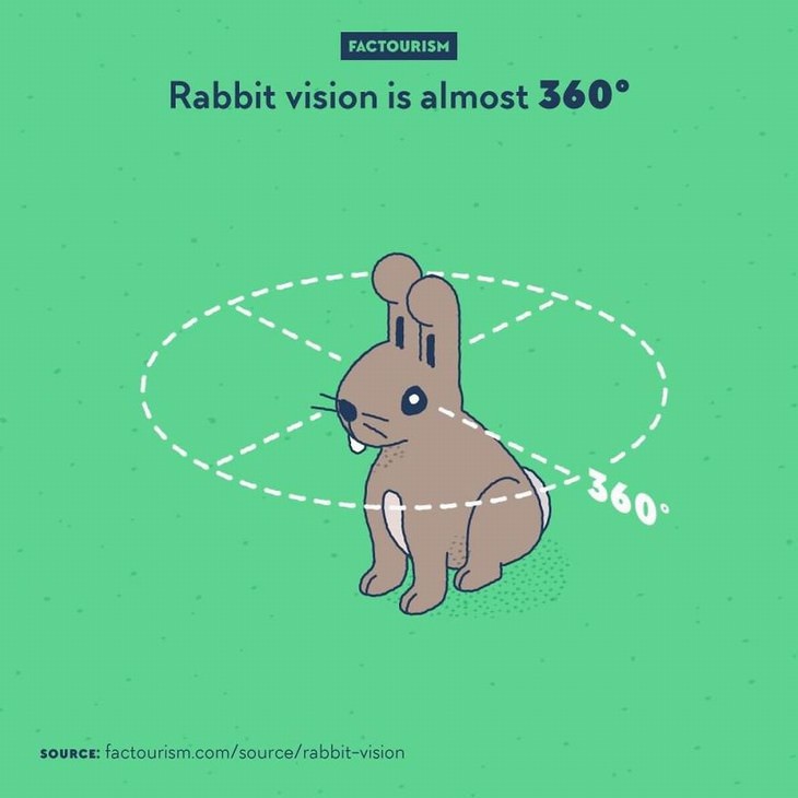 Factourism illustrations rabbit vision