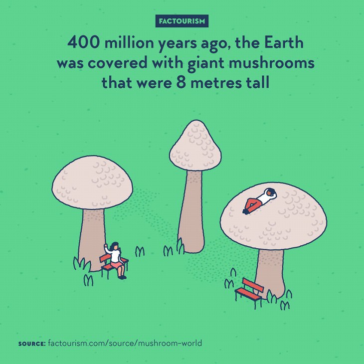 Factourism illustrations giant mushrooms
