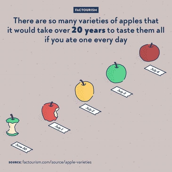 Factourism illustrations apple varieties