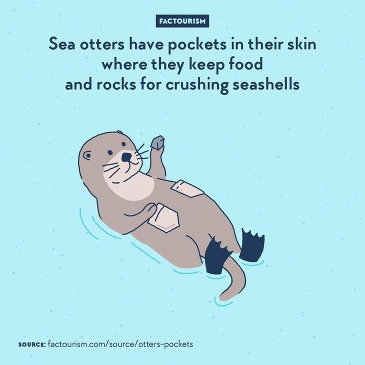 Factourism illustrations otter pockets