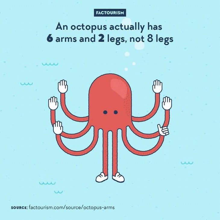 Factourism illustrations octopus legs and arms