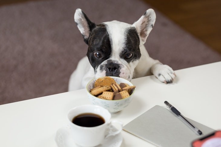 Dog Health Hazards in Home and Garden dog sniffing biscuits