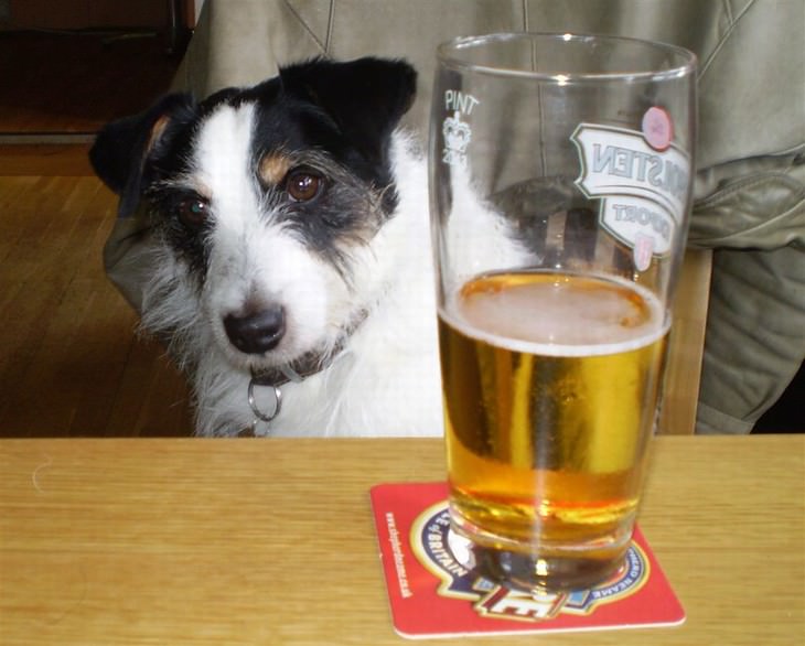 Dog Health Hazards in Home and Garden dog and beer