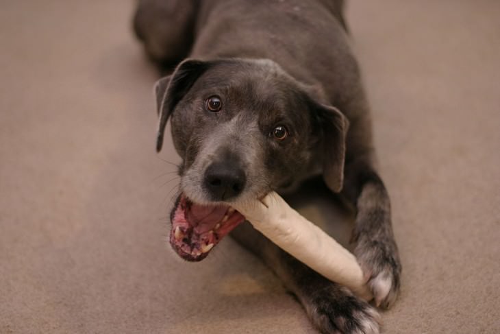 Dog Health Hazards in Home and Garden dog eating a Rawhide Chew