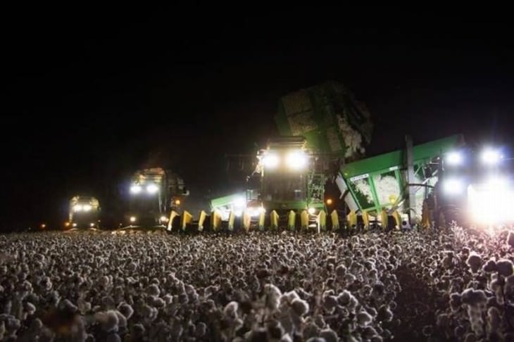 photos optical illusions cotton field