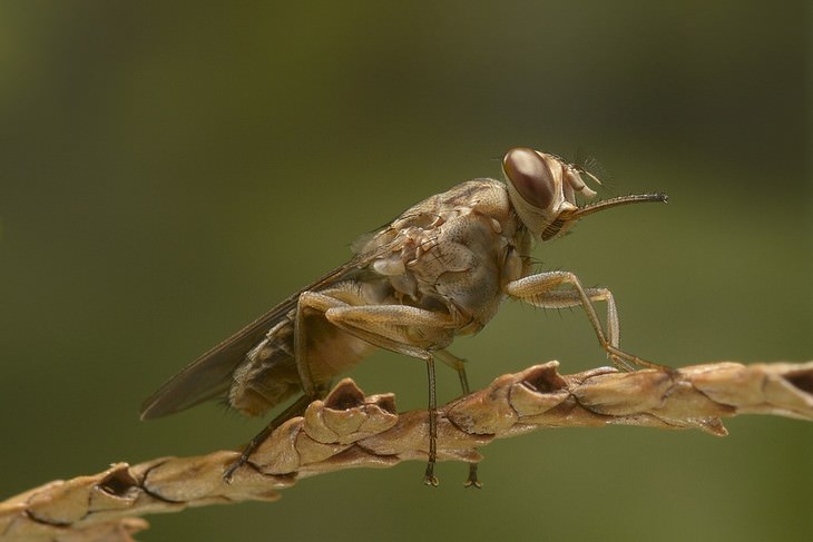deadliest animals on Earth Tsetse Fly