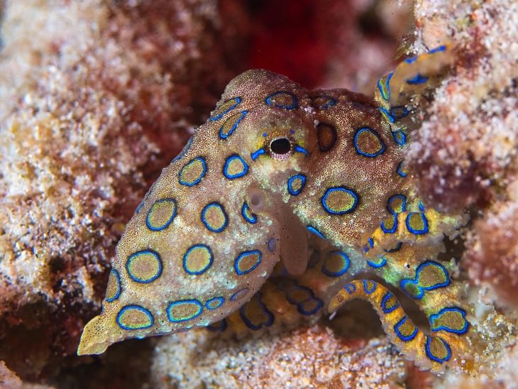 deadliest animals on Earth Blue Ring Octopus