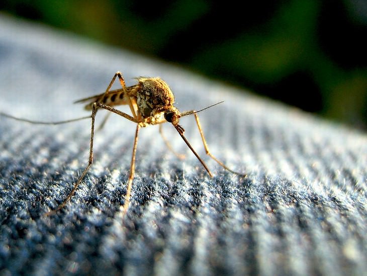 deadliest animals on Earth Mosquito