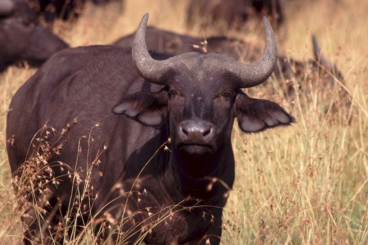 deadliest animals on Earth Cape Buffalo