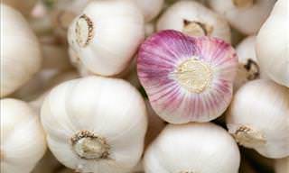 Healthy Vegetables: Garlic