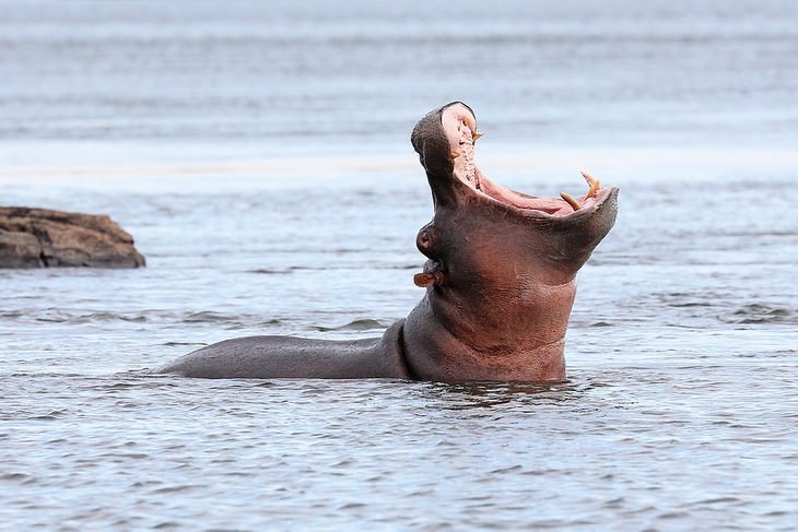 deadliest animals on Earth Hippopotamus