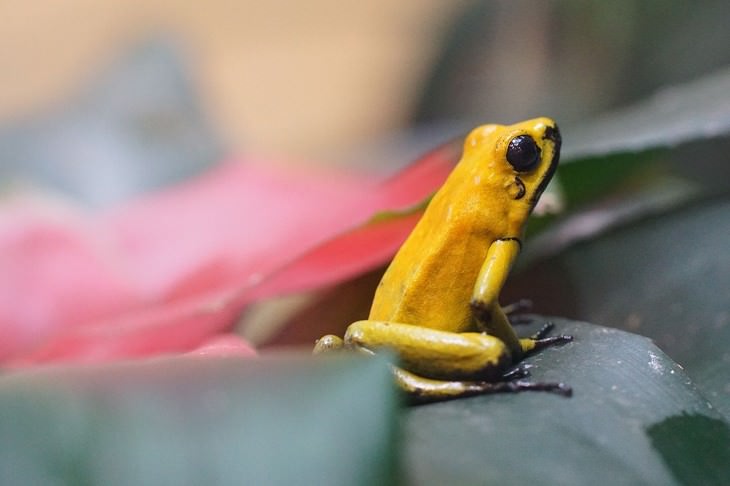 deadliest animals on Earth Golden Poison Dart Frog