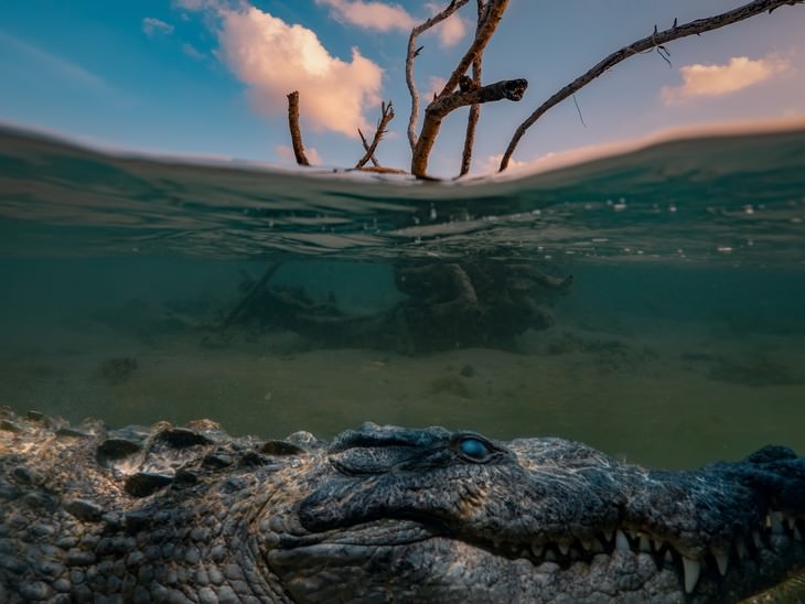deadliest animals on Earth Saltwater Crocodile