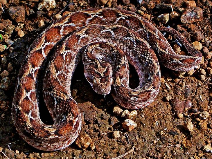 deadliest animals on Earth Saw-Scaled Viper