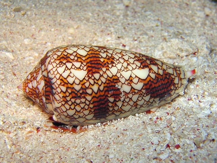 deadliest animals on Earth Cone Snails