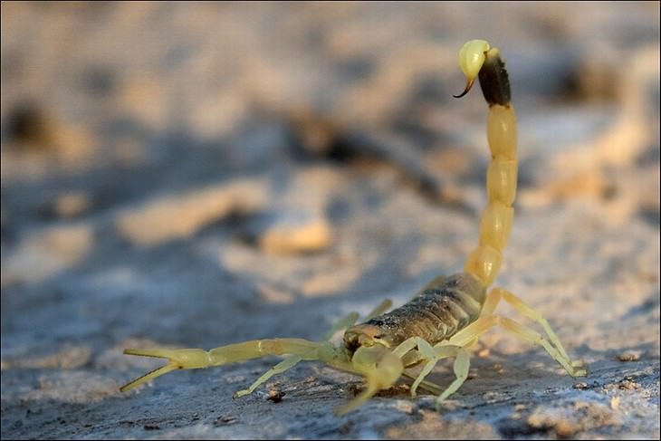 deadliest animals on Earth Deathstalker Scorpion