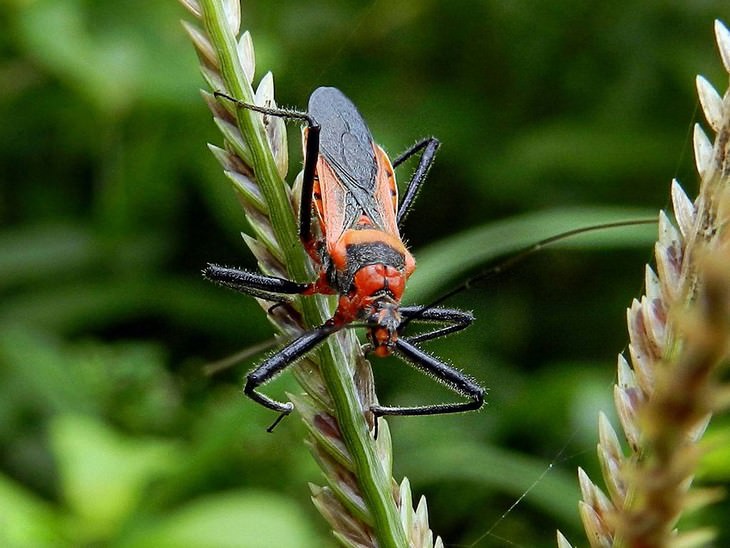 deadliest animals on Earth Assassin bugs	