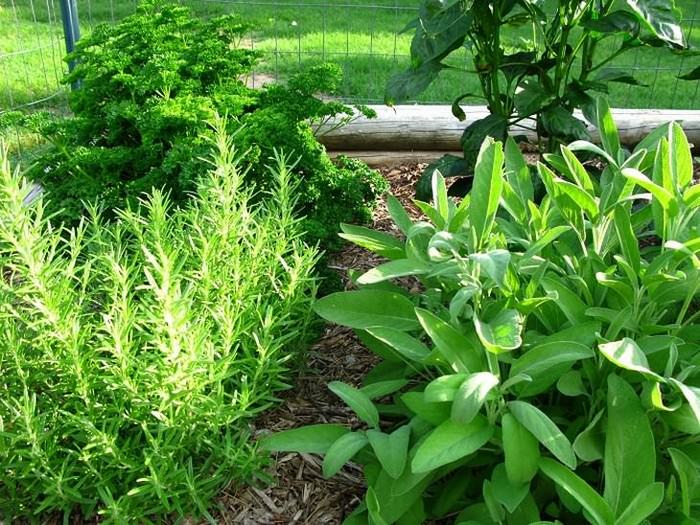Herbs for memory: Parsley