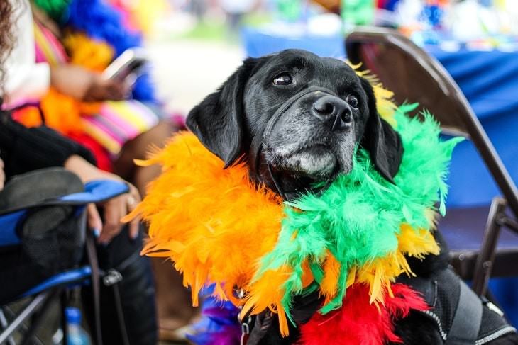  Slang Terms Invented Online dog is a colorful feather scarf