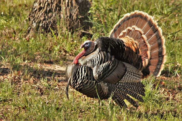 Thanksgiving Facts Trivia turkey