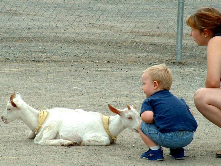 optical illusions two headed goat