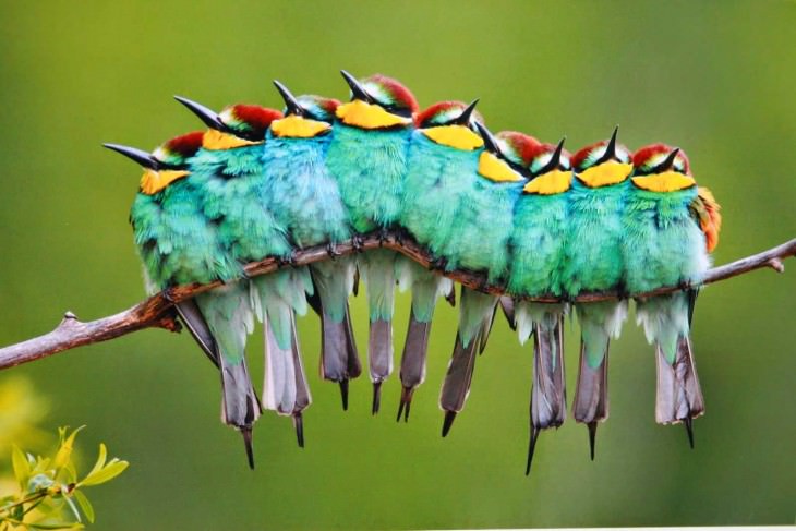 optical illusions caterpillar birds