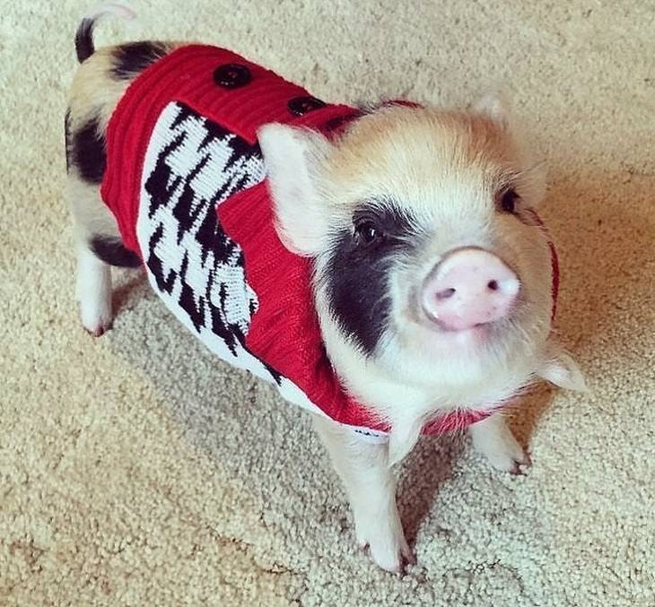 Pets in Winter Attire piglet in a sweater